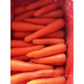 fresh carrot